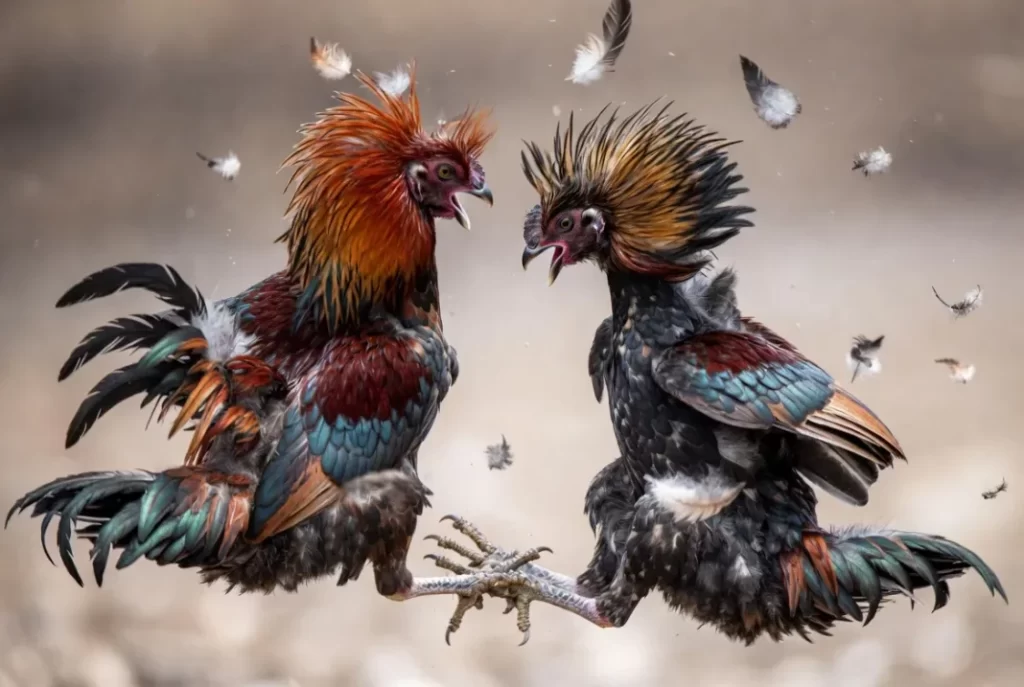 Đá Gà Hôm Nay: Cập Nhật Mới Nhất và Những Điều Cần Biết