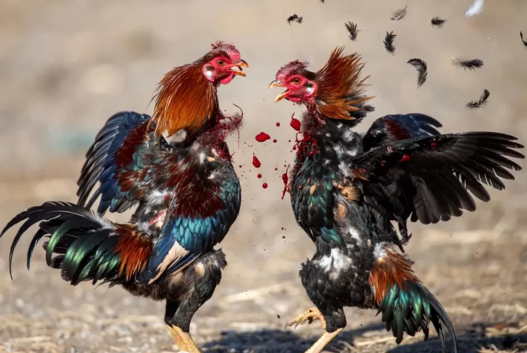 Đá Gà Hôm Nay: Cập Nhật Mới Nhất và Thông Tin Quan Trọng