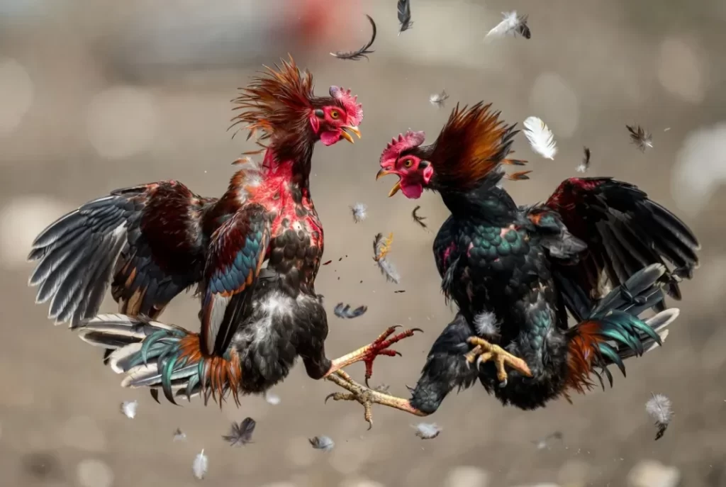 Khám Phá Thế Giới Đá Gà Hôm Nay: Tin Tức, Thông Tin và Lợi Ích