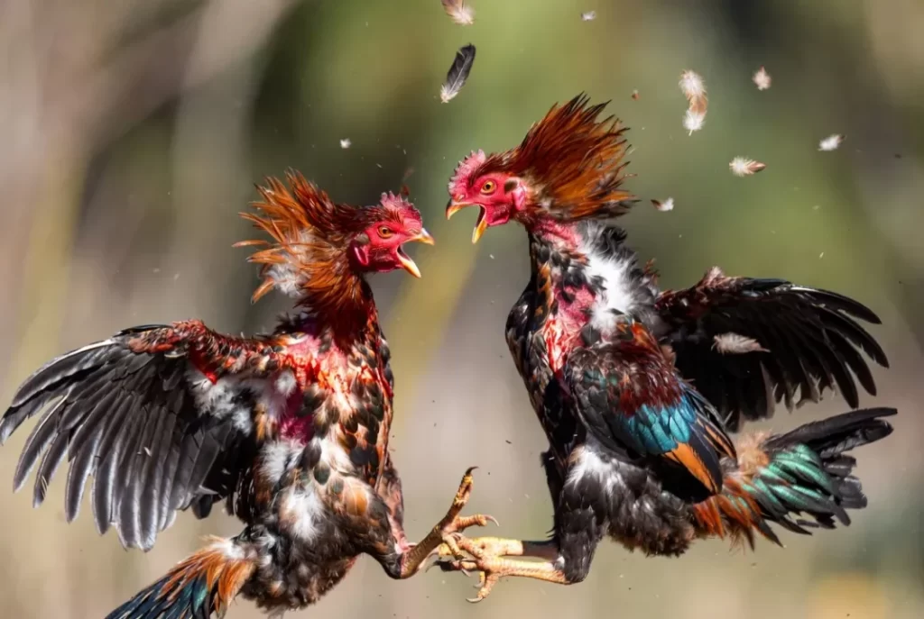 Khám Phá Thế Giới Đá Gà Hôm Nay và Những Đặc Sản Đà Lạt